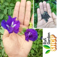 Benih Bunga Telang Biru | Blue Butterfly Pea Seed