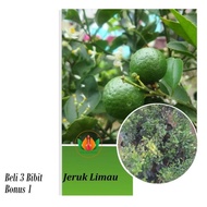 Bibit Tanaman buah Jeruk Limau/jeruk sambal AMMF