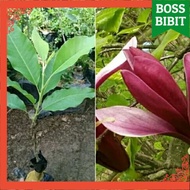 BIBIT BUNGA KANTIL MERAH KANTIL PUTIH KANTIL KUNING