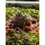 Bunny ears, Monilaria obconica, Rabbit ears, moss, plants, terrarium