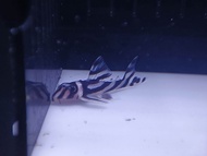 L46 Pleco Fish - Zebra Pleco/熊猫异形鱼 3.5 - 4cm