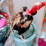 Anak Ayam Saigon Muda Usia 3 Bulanharga Per Ekorkuat Dan Ungguldapa ORI