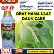 BIOWASIL Pestisida Organik Nabati - Obat Pembasmi Hama Ulat Daun Cabe Obat Ulat pada Tanaman Cabe Ob