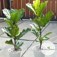 Beautiful Violin Ketapang Tree Kebi/ Fiddle Leaf Fig/