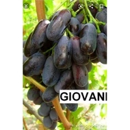 pokok anggur impot variety GIOVANI/anak pokok anggur
