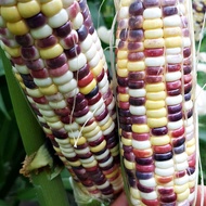 ISI PAKET: 10 Biji - Benih Bibit Jagung Pelangi JUTAWAN F1 cap panah merah - Moezza SeedsMart