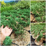 Tanaman Hias Cemara Blue Sinensis