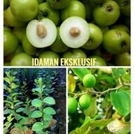 Pokok Bidara Epal Hybrid | Cepat Berbuah