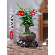 Desert Rose Potted Flower Office Living Room Indoor Double Petal Succulent Plant Old Pile Small Gree