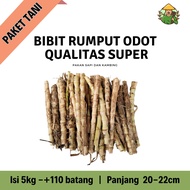 BIBIT RUMPUT ODOT  5kg QUALITAS SUPER (110 - 130 batang)