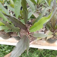 Tanaman hias Anthurium keris black