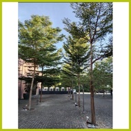 ➠ ➟ ∞ AFRICAN TALISAY (10 SEEDS) BUY 2 GET 1 FREE