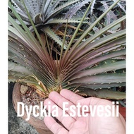 Bromeliad - Dyckia Estevesii
