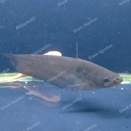 Ompok Catfish