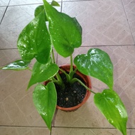 keladi alocasia culculata/keladi sireh