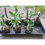 Pokok Kemboja "KHZ Black"/"KHZ Black" Adenium Plant/"KHZ Black"沙漠玫瑰