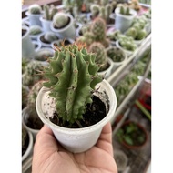 EUPHORBIA CACTUS