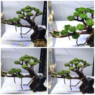 Aquascape BONSAI Tree