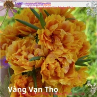 Ten O'clock Golden Marigold flower ten o'clock MiMa market