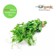 Organic Chayote Shoots Cameron Highlands 500gm± 金马仑有机龙须菜 (Delivery Klang Valley)