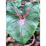 Ready Stock Caladium (BULB ONLY)