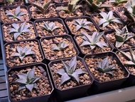 象牙妖炎 曲刺妖炎 eb妖炎 龍舌蘭 Agave utahensis var. eborispina 多肉植物 塊根植物 象牙宮 龜甲龍 仙人球