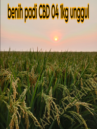 benih padi CBD 04 5kg