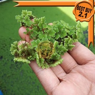 REAL LIVE PLANT AZOLLA SPECIES KIAMBANG FLOATING WATER PLANTS 满江红 PLANT