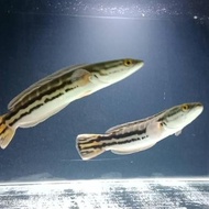 NEW IKAN TOMAN CHANNA MICROPELTES IKAN HIAS IKAN PREDATOR