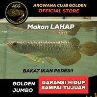 Ikan Hidup Arwana Golden Red / Arowana Golden Red Besar