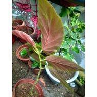 ♞,♘,♙Begonia Maculata plants