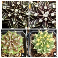 7cm pot gymnocalysium Gecko, Layer, Cat Eye harga promo Live Cactus 仙人掌 Pokok Kaktus Hidup