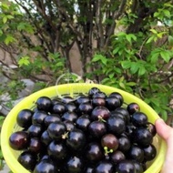 TKL - Outdoor Jaboticaba Fruit Tree (Sapling Fruit Tree) Seedlings 四季嘉宝果苗(树葡萄）/嘉宝果树葡萄树苗