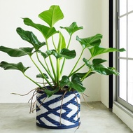 Chef Soul Board Mother's Home PDM|BUABLE Woven Storage Basket-Wave Blue Lightweight Waterproof Anti-