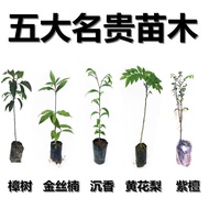 2023正宗金丝楠木树苗沉香树苗海南黄花梨树苗香樟小叶紫檀树苗罗汉松