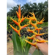 Heliconia Nickeriensis（Jual Batang Benih）Burung Orange Outdoor Plant Bunga Hidup