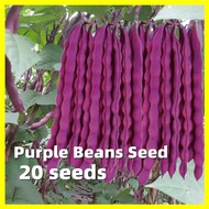 เมล็ดพันธุ์ ถั่วแขกม่วง Purple Beans Seed - งอกง่าย 20เมล็ด/ซอง ปลูกง่าย ปลูกได้ทั่วไทย High Yield Purple String Bean Seeds for Planting Autumn Purple Beans Plants Seeds เมล็ดพันธุ์ผัก เมล็ดผัก ผักสวนครัว เมล็ดพันธุ์ถั่ว บอนสีแปลกๆถูกๆ บอนสีหายาก บอนสี