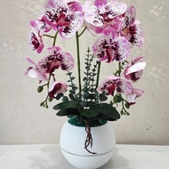 Rangkaian Bunga Anggrek Latex Vas Viena
