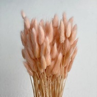 Bunga Lagurus Peach/Bunga Bulu Tebu Peach/Dried Flower Lagurus Peach