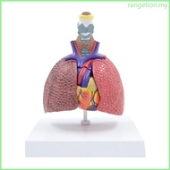 RAN Anatomical Lung Model Human Lung Anatomy Model Pathological Lung Anatomy Model