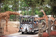 泰國-清邁夜間動物園門票Chiang Mai Night Safari