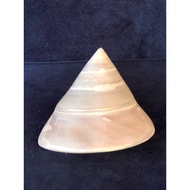 Shell Length 7.5 Cm Height 6 Cm.