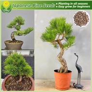 100% Legit Bonsai Japanese Pine Tree Seeds for Planting & Gardening (35pcs) Potted Japanese Black Pi