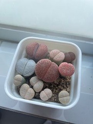 搬屋出清生石花屁屁花屁股花拼盤已種定