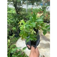 ANAK POKOK ANGGUR BRAZIL