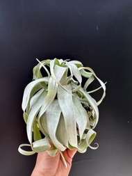 空氣草 空氣鳳梨 Tillandsia streptophylla (電卷)