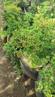 Bucida Plant with FREE white plastic pot and garden soil - Outdoor Plant/ Plant for sale