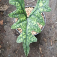 alocasia jacklyn tanaman