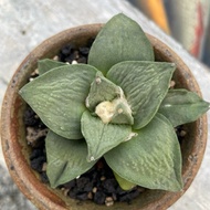 99G - Imported  seed-grown  Ariocarpus Retusus x Ariocarpus cauliflower