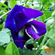 Dried Organic Butterfly Pea Flowers 100g / Natural Organic Food Blue Pigment / Colouring for Nyonya 